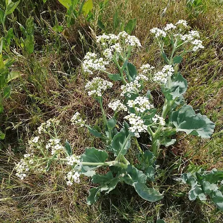 4 Person In Aeroskobing-by Traum *